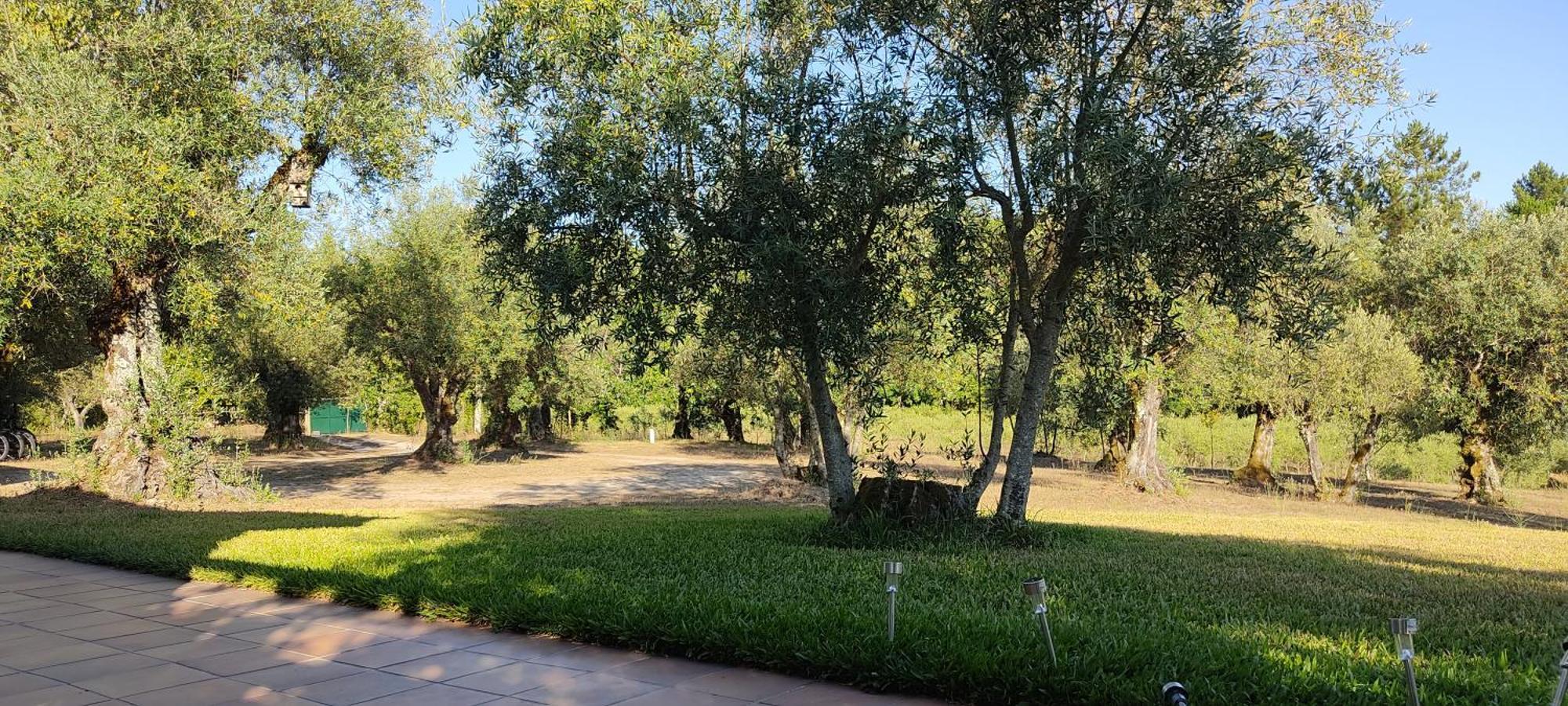 Quinta Da Pedra Mija Guest House Santar ภายนอก รูปภาพ