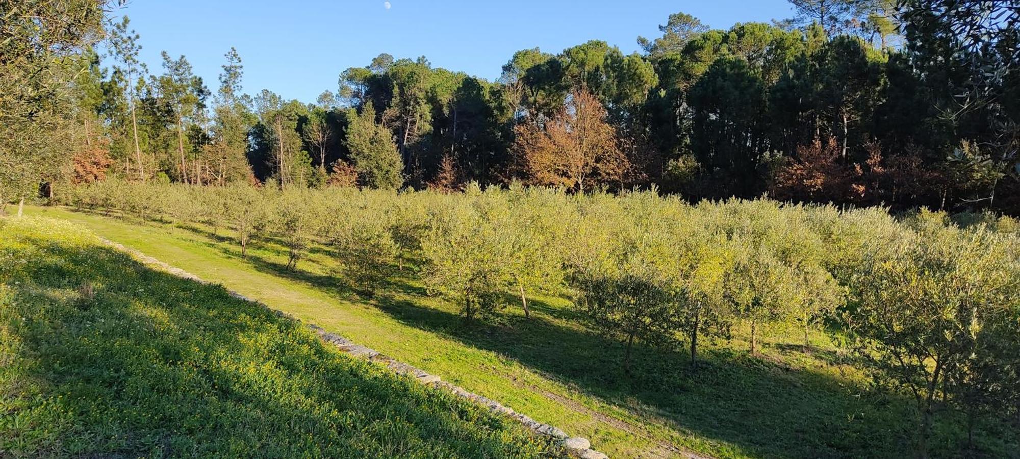 Quinta Da Pedra Mija Guest House Santar ภายนอก รูปภาพ