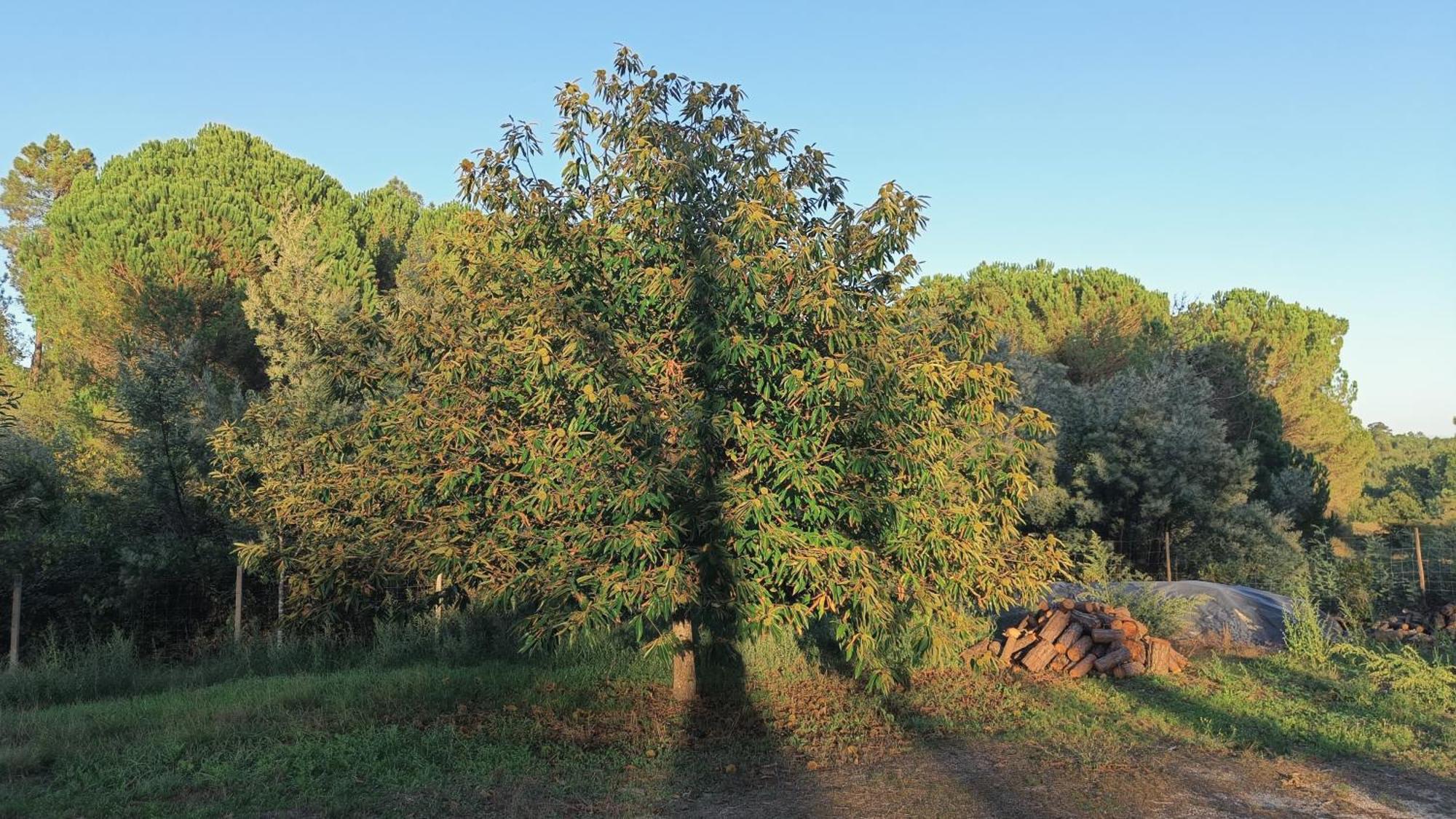 Quinta Da Pedra Mija Guest House Santar ภายนอก รูปภาพ