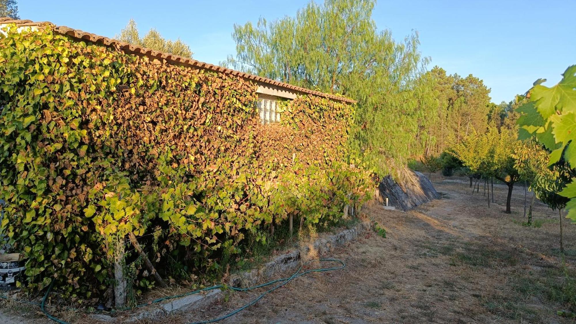 Quinta Da Pedra Mija Guest House Santar ภายนอก รูปภาพ