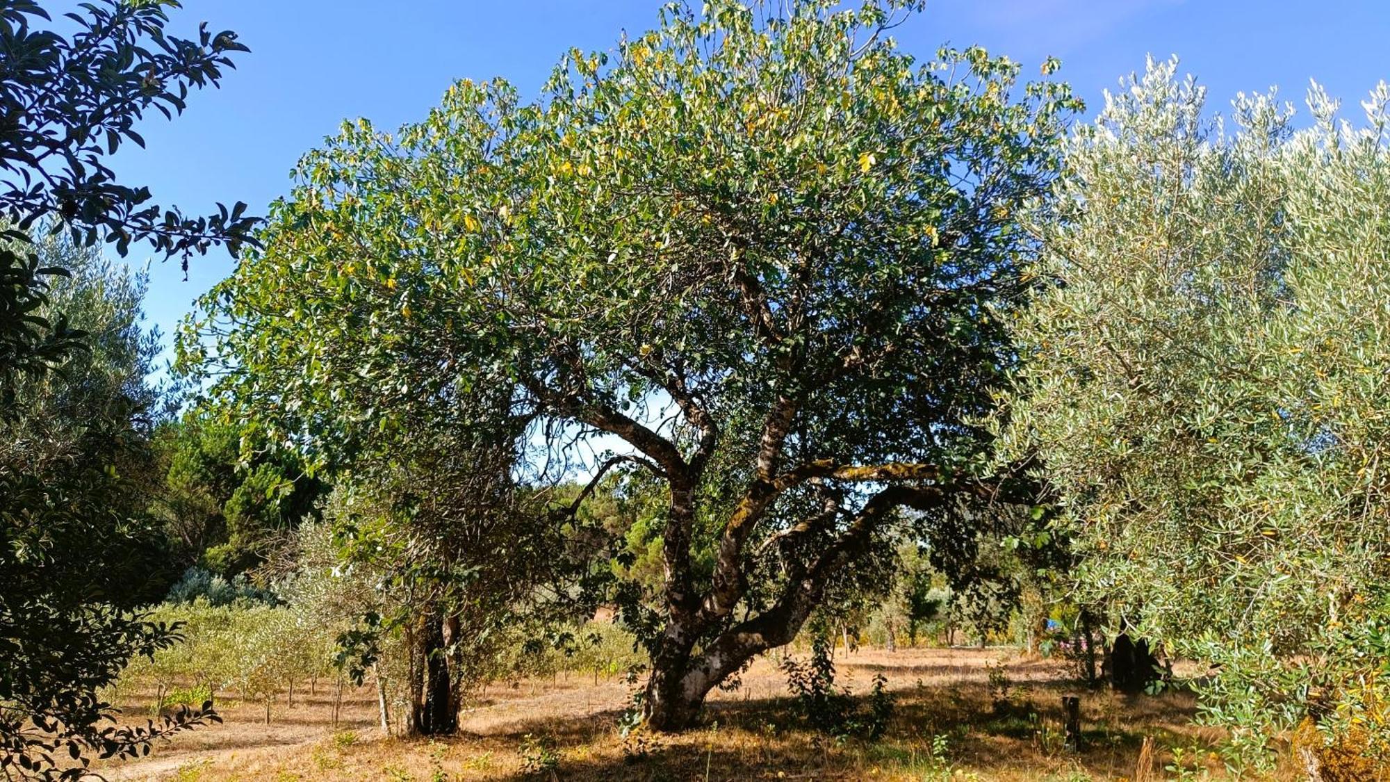 Quinta Da Pedra Mija Guest House Santar ภายนอก รูปภาพ