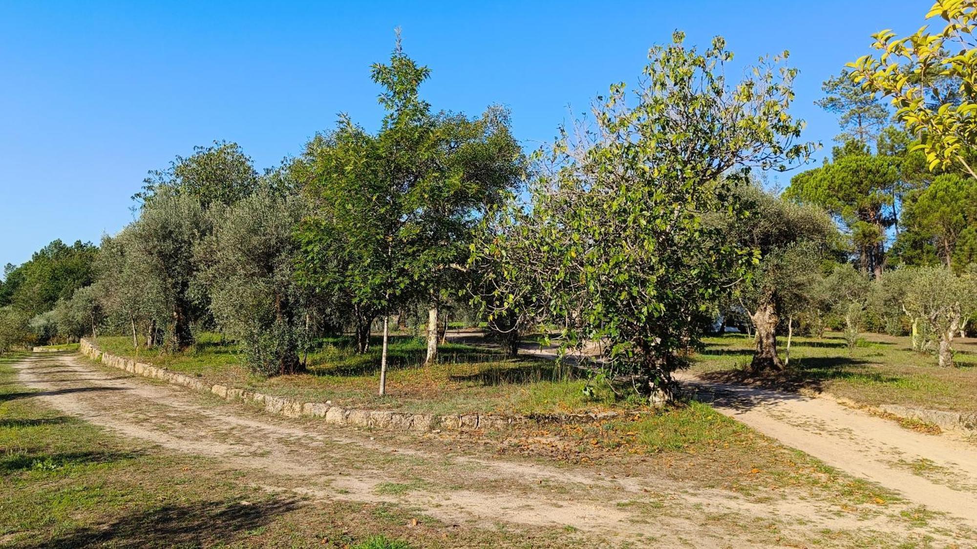 Quinta Da Pedra Mija Guest House Santar ภายนอก รูปภาพ