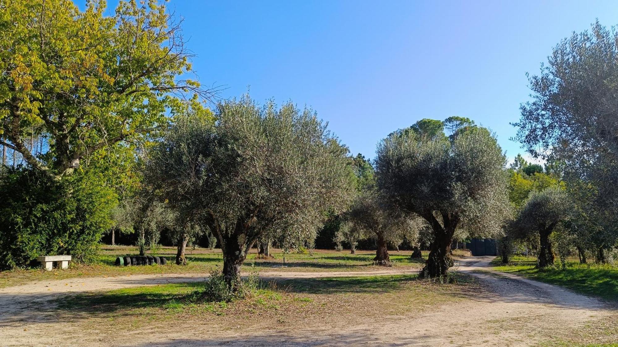 Quinta Da Pedra Mija Guest House Santar ภายนอก รูปภาพ