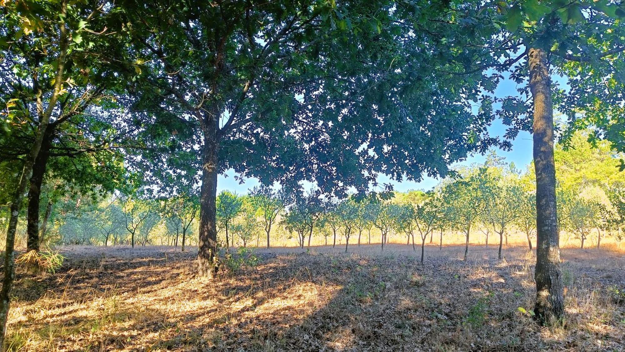 Quinta Da Pedra Mija Guest House Santar ภายนอก รูปภาพ
